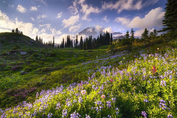 Jaynes Gallery 아티스트의 USA-Washington-Mt-Rainier National Park-Mountain meadow with wildflowers작품입니다.